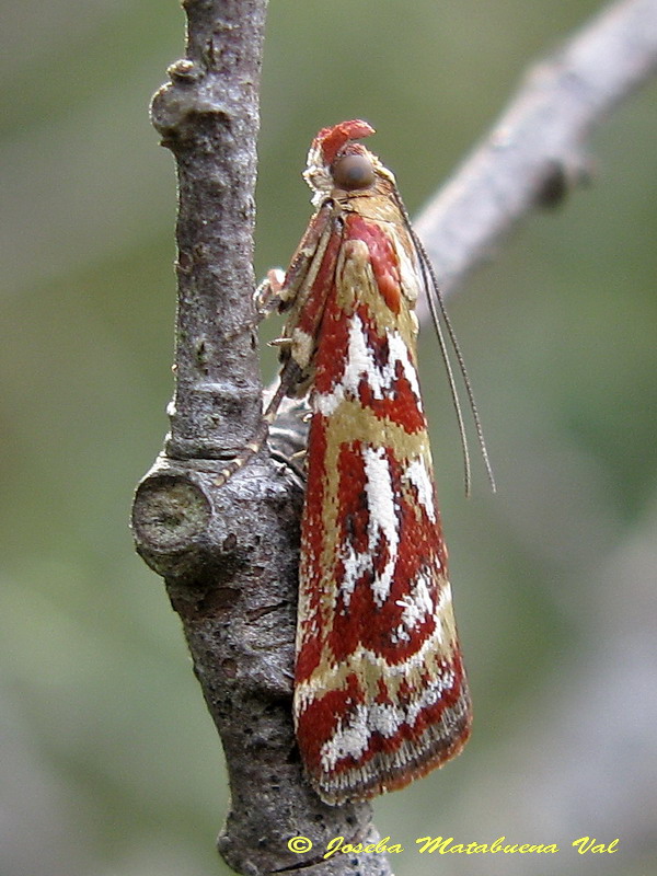 Acrobasis porphyrella - Pyralidae